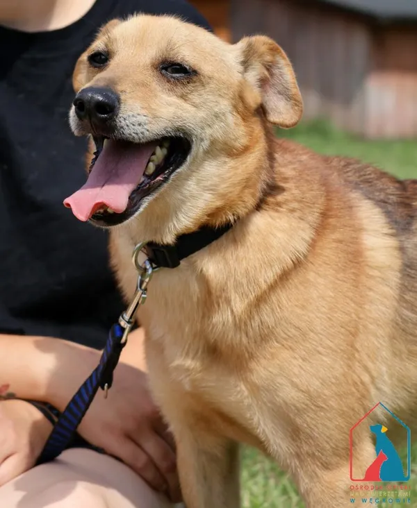 Pies do adopcji, Grudziądz, 5 kwietnia 2023 (5/5)