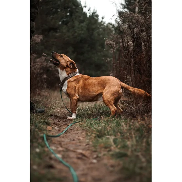 Znaleziono psa, Białystok, 18 maja 2023 (3/5)