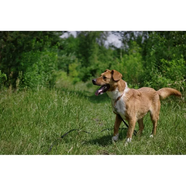 Znaleziono psa, Białystok, 18 maja 2023 (5/5)