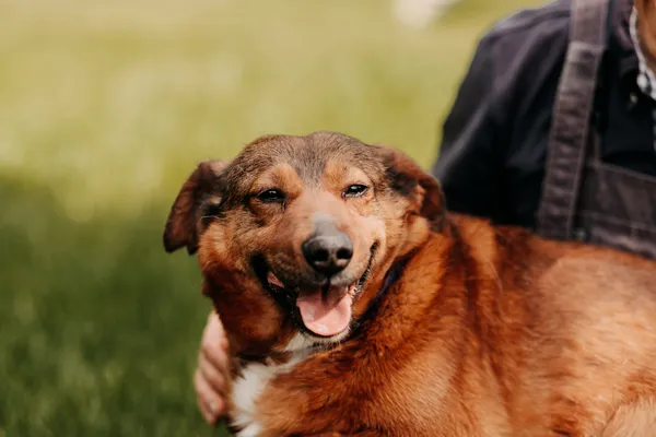 Pies do adopcji, Czartki, 7 czerwca 2023 (2/5)