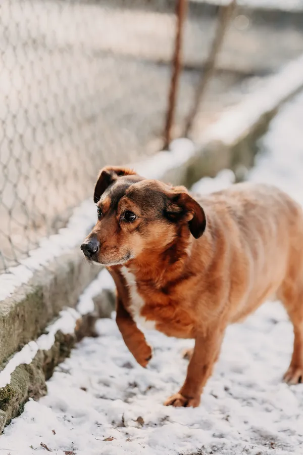 Pies do adopcji, Czartki, 7 czerwca 2023 (4/5)