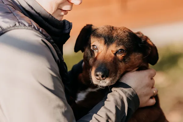 Pies do adopcji, Czartki, 7 czerwca 2023 (5/5)