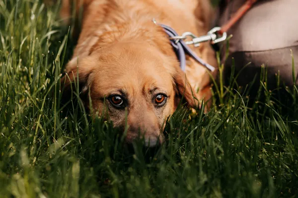 Pies do adopcji, Czartki, 4 lipca 2023 (3/3)