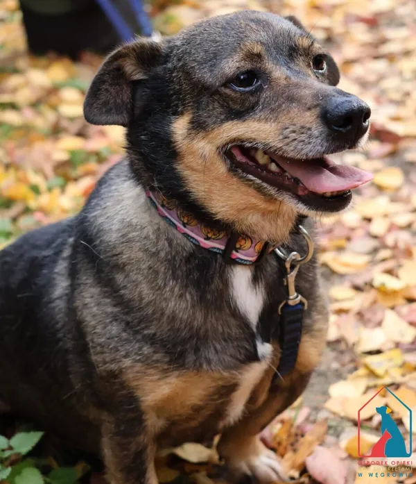Pies do adopcji, Grudziądz, 20 czerwca 2023 (1/5)