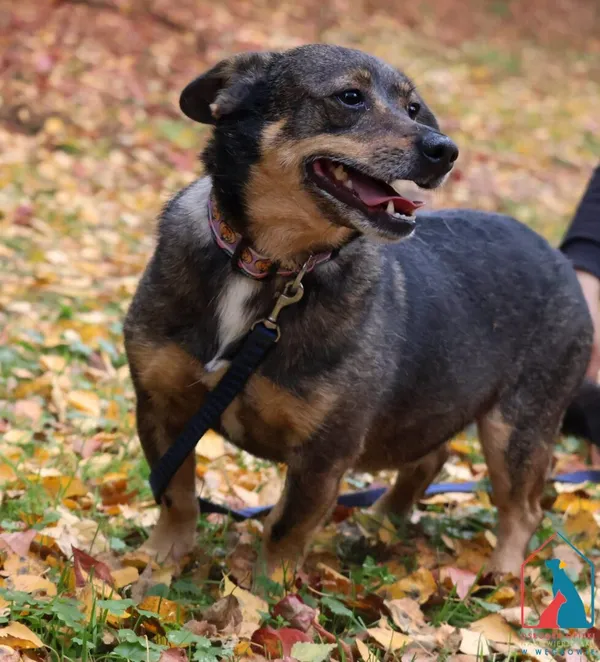 Pies do adopcji, Grudziądz, 20 czerwca 2023 (2/5)