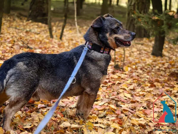 Pies do adopcji, Grudziądz, 20 czerwca 2023 (3/5)