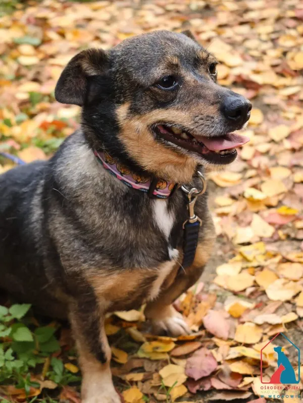 Pies do adopcji, Grudziądz, 20 czerwca 2023 (4/5)