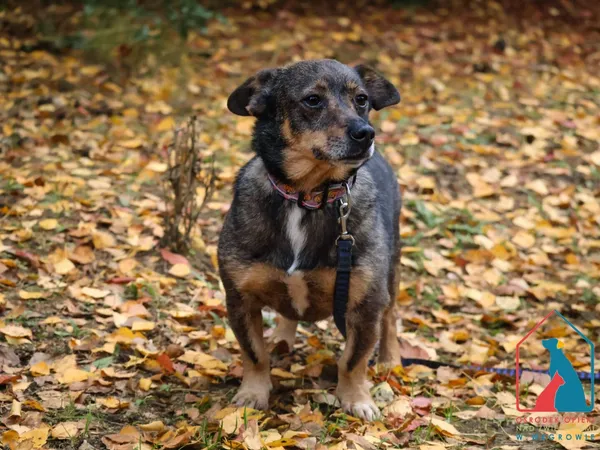 Pies do adopcji, Grudziądz, 20 czerwca 2023 (5/5)