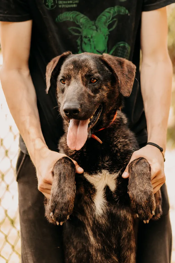 Pies do adopcji, Czartki, 13 lipca 2023 (1/5)