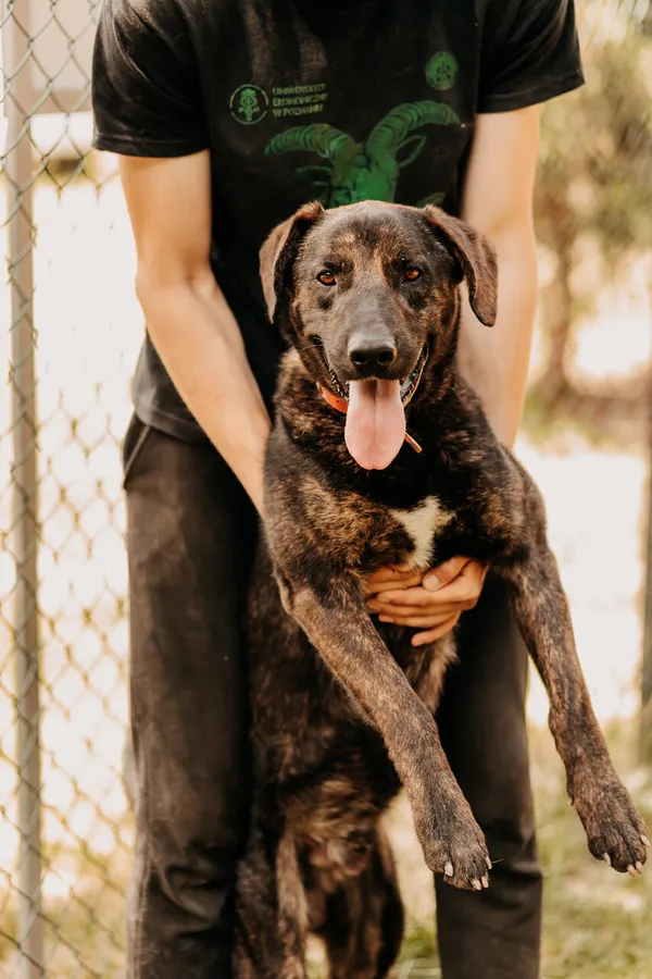 Pies do adopcji, Czartki, 13 lipca 2023 (2/5)