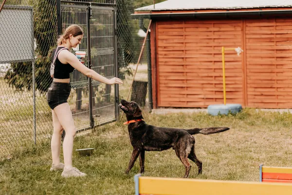 Pies do adopcji, Czartki, 13 lipca 2023 (4/5)