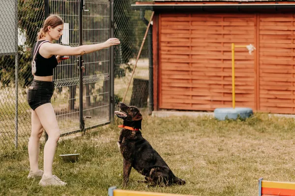 Pies do adopcji, Czartki, 13 lipca 2023 (5/5)