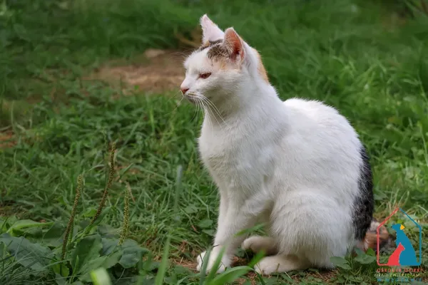 Kot do adopcji, Grudziądz, 3 kwietnia 2023 (1/5)