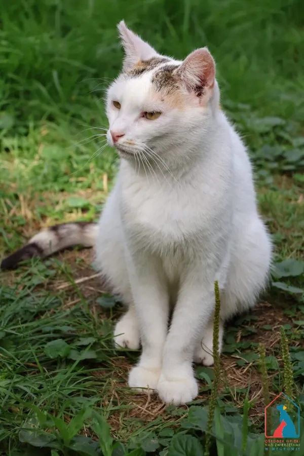 Kot do adopcji, Grudziądz, 3 kwietnia 2023 (4/5)