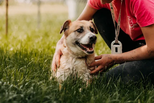 Pies do adopcji, Czartki, 16 sierpnia 2023 (1/5)