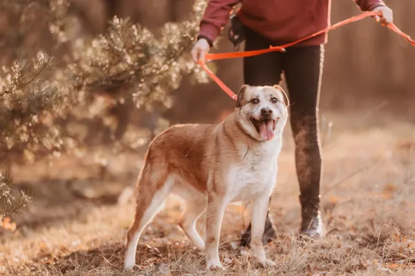 Pies do adopcji, Czartki, 16 sierpnia 2023 (5/5)