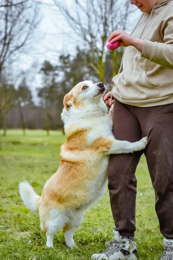 Pies do adopcji, Radom, 2 lutego 2026 (3/5)