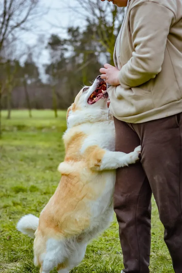 Pies do adopcji, Radom, 2 lutego 2026 (5/5)