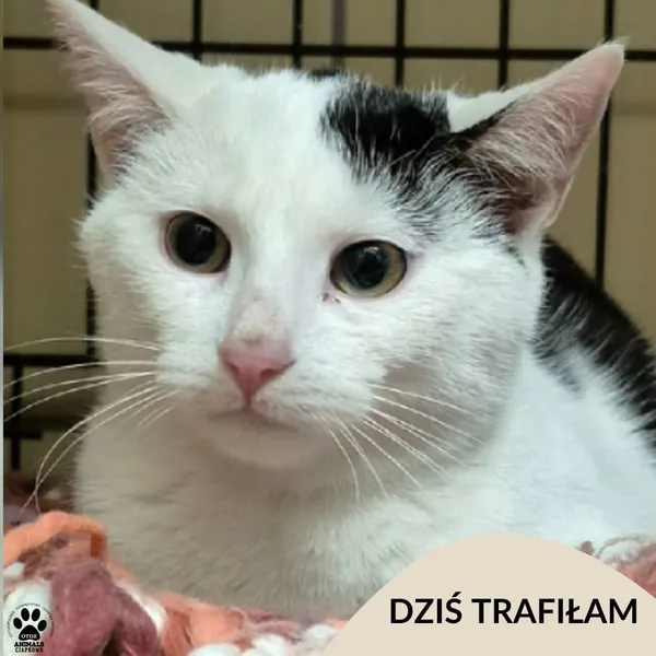 Znaleziono kota, Gdynia, 22 grudnia 2025