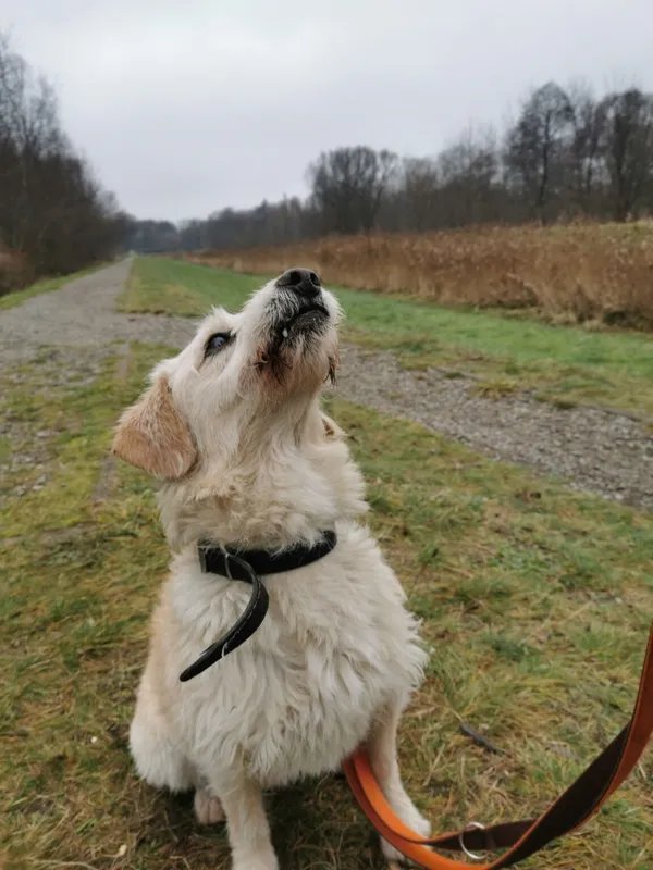 Pies do adopcji, Częstochowa, 8 września 2023 (5/5)