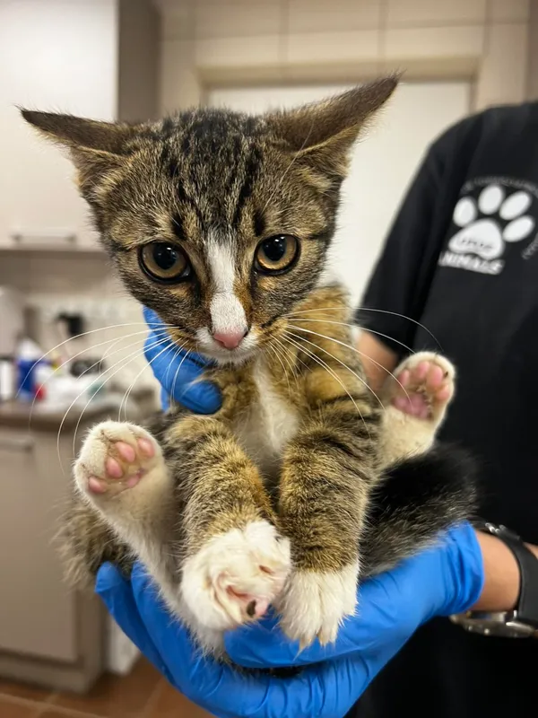 Kot do adopcji, Zielona Góra, 30 września 2023