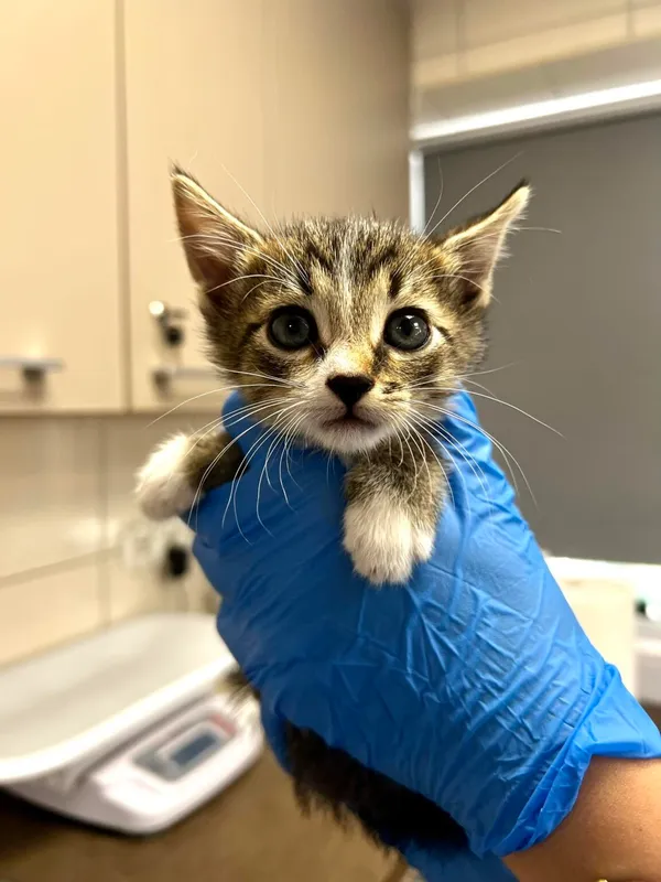 Kot do adopcji, Zielona Góra, 30 września 2023