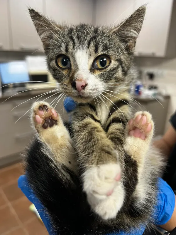 Kot do adopcji, Zielona Góra, 30 września 2023