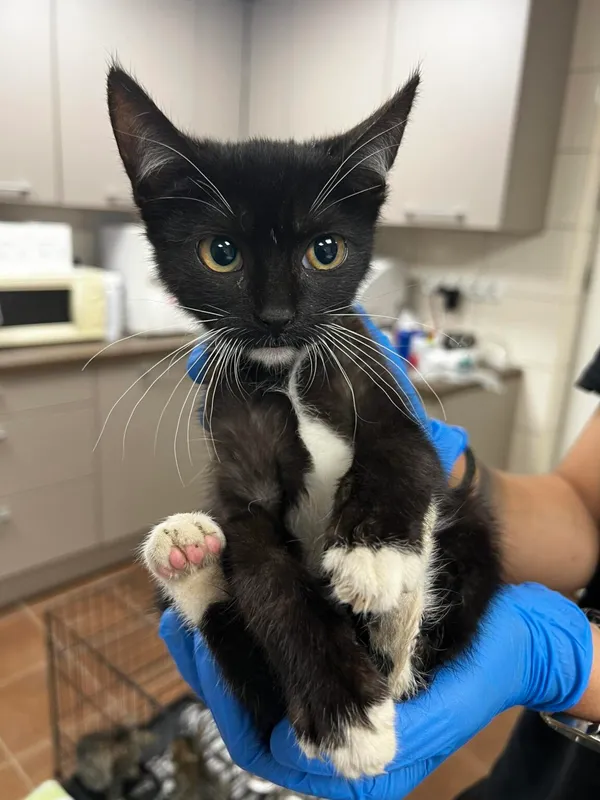 Kot do adopcji, Zielona Góra, 30 września 2023