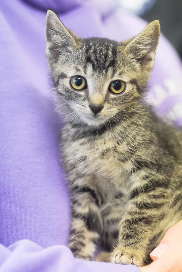 Kot do adopcji, Zielona Góra, 30 września 2023 (1/2)