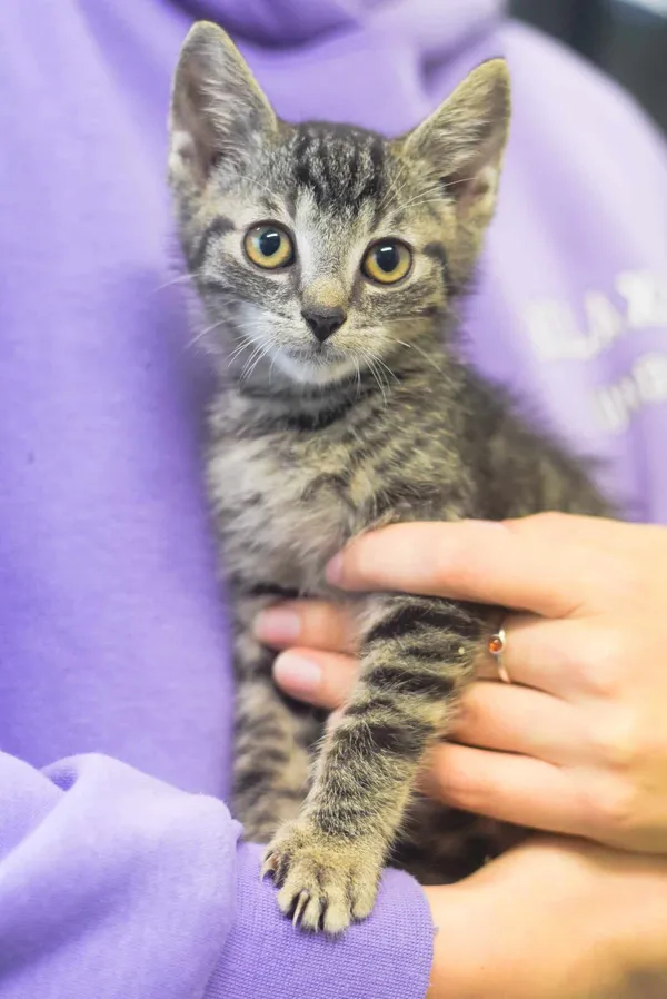 Kot do adopcji, Zielona Góra, 30 września 2023 (2/2)