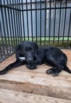 Znaleziono psa, Przemyśl, 3 listopada 2023