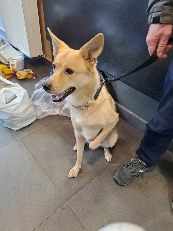 Znaleziono psa, Olsztyn, 4 listopada 2023