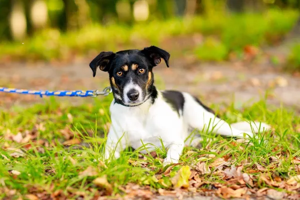 Pies do adopcji, Elbląg, 30 września 2023 (4/5)