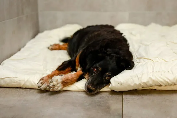 Pies do adopcji, Elbląg, 1 października 2023 (1/2)