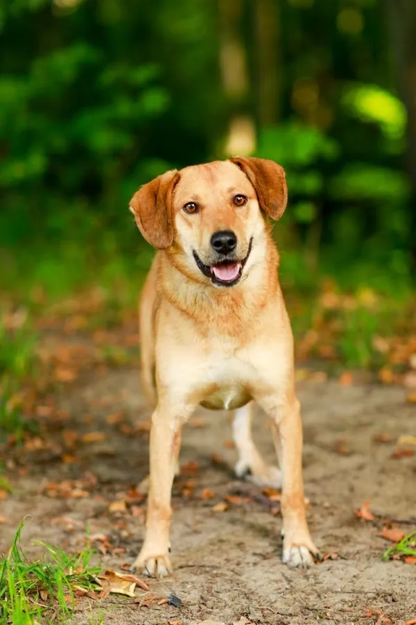 Pies do adopcji, Elbląg, 1 października 2023 (1/5)