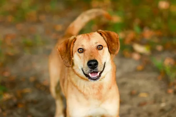 Pies do adopcji, Elbląg, 1 października 2023 (2/5)