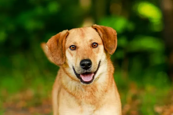 Pies do adopcji, Elbląg, 1 października 2023 (3/5)