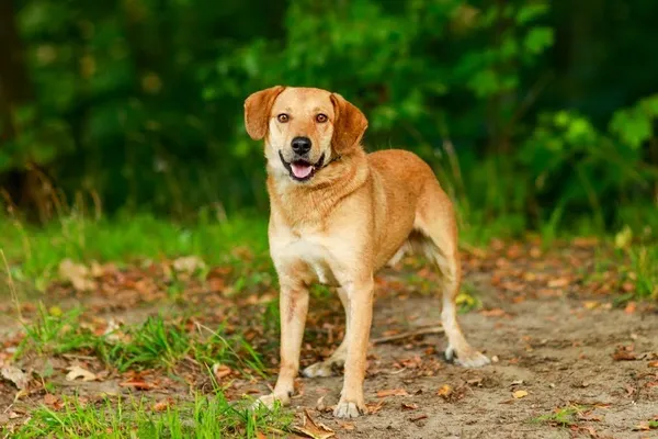 Pies do adopcji, Elbląg, 1 października 2023 (4/5)