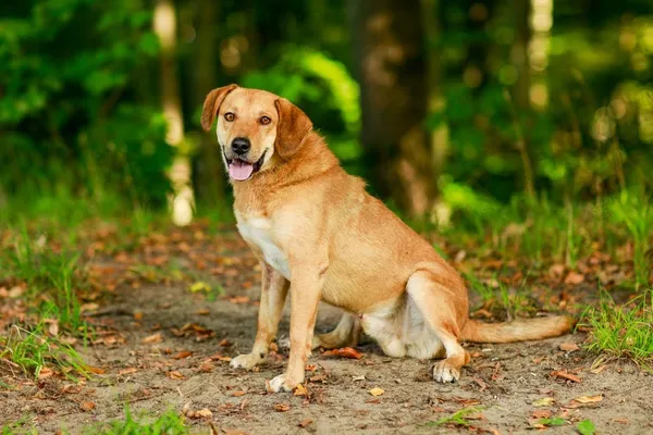 Pies do adopcji, Elbląg, 1 października 2023 (5/5)