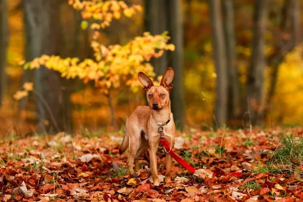 Pies do adopcji, Elbląg, 2 listopada 2023 (3/5)