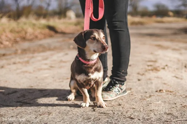 Znaleziono psa, Henrykowo, 18 października 2023 (2/2)