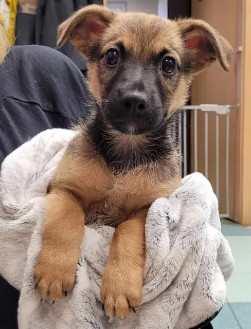 Pies do adopcji, Piła, 10 października 2023