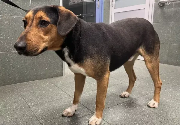 Znaleziono psa, Warszawa, 12 listopada 2023