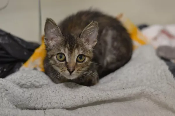 Kot do adopcji, Warszawa, 29 października 2023 (2/3)