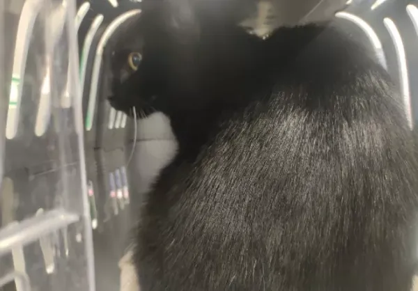 Znaleziono kota, Warszawa, 13 listopada 2023