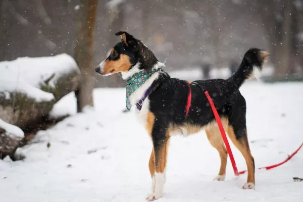 Znaleziono psa, Warszawa, 13 listopada 2023 (5/5)