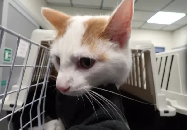 Znaleziono kota, Warszawa, 13 listopada 2023