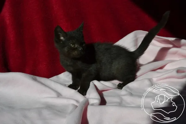 Kot do adopcji, Chełmek, 27 lipca 2023