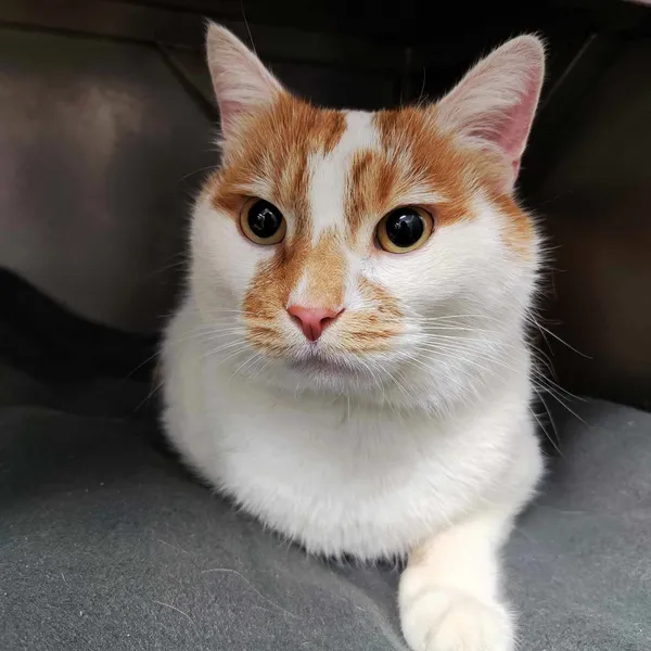 Kot do adopcji, Olsztyn, 14 listopada 2023 (1/3)