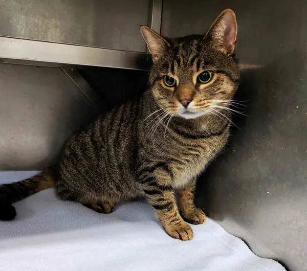 Kot do adopcji, Olsztyn, 14 listopada 2023 (1/3)